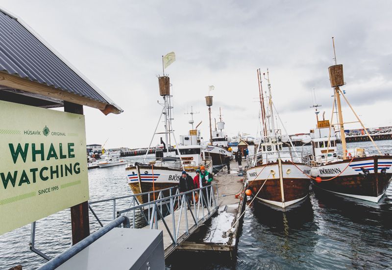 Whale Watching Iceland Husavik