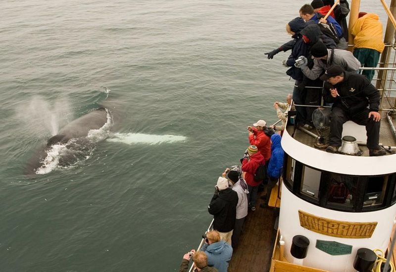 Husavik Island Whale Watching 