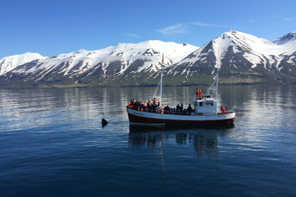 Walbeobachtung Dalvík