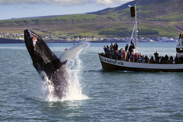 Walbeobachtung Husavik