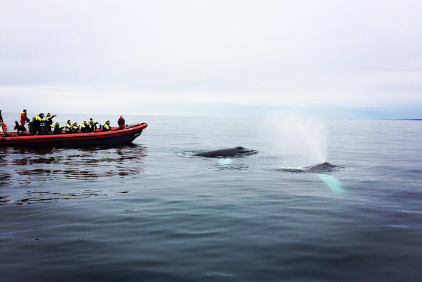 RIB Boot Husavik